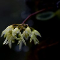 <i>Bulbophyllum trimenii</i>  (Hook.f.) J.J.Sm.